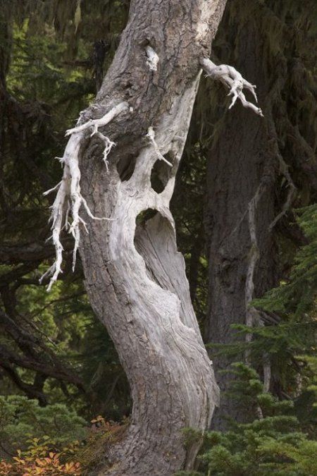 Strange Trees Growing In Strange Places (55 pics)
