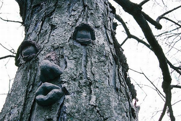 Strange Trees Growing In Strange Places (55 pics) - Izismile