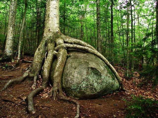 Strange Trees Growing In Strange Places (55 pics)