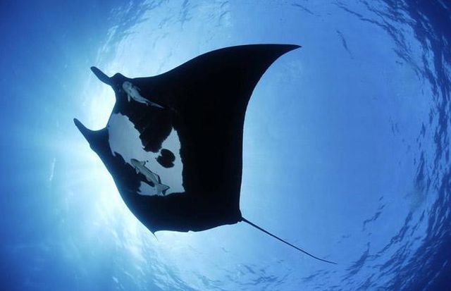 Manta Ray Swimming with Divers (9 pics)