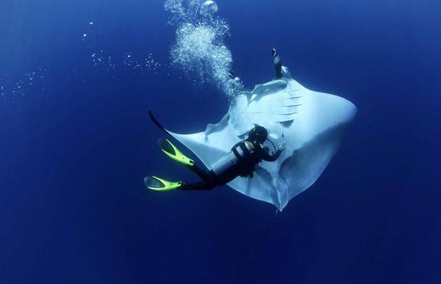 Manta Ray Swimming with Divers (9 pics)