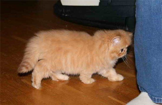 The Evolution of a Red Cat (18 pics)