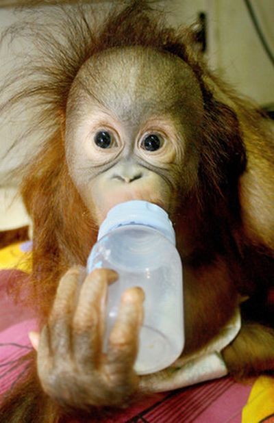 These funny baby animals (40 pics)