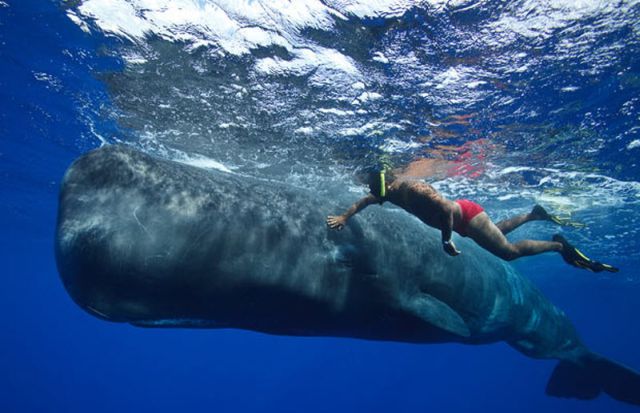 A Whale of a Story (13 pics)