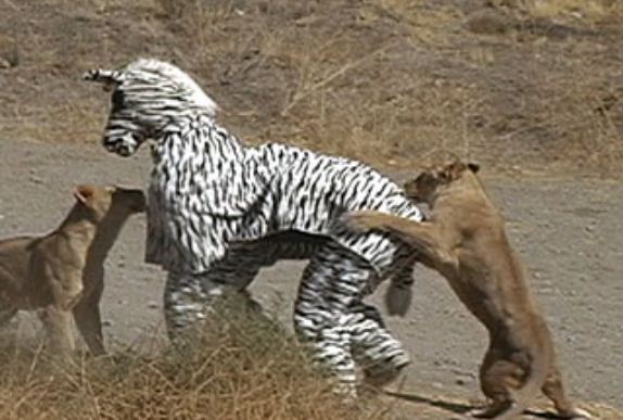 Jackasses Dressed as Zebra vs. Lions (1 pic + 1 video)
