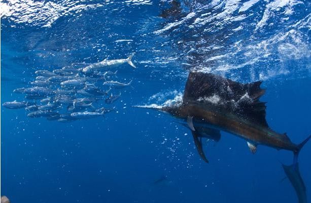 Atlantic Sailfish on a Sardines Hunt (6 pics)