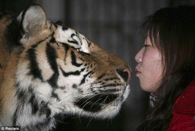 Messing with a Tiger (3 pics)