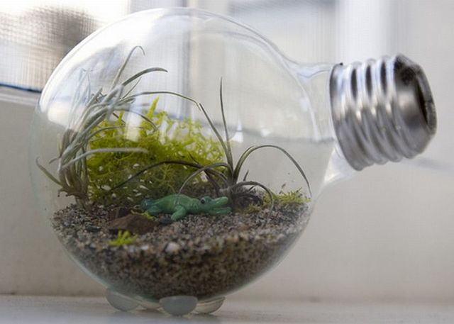 Light Bulb Terrarium (19 pics)