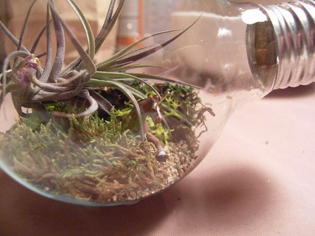 Light Bulb Terrarium (19 pics)
