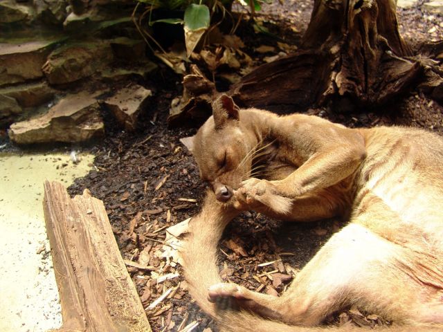 Fossa eats Lemurs when it isn’t sleeping (30 pics)