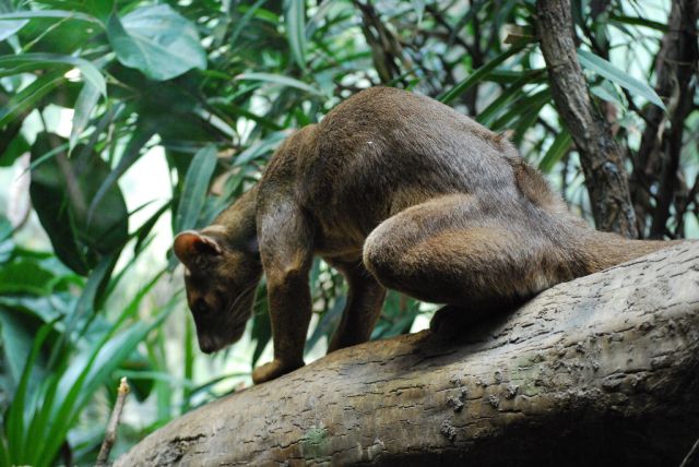 Fossa eats Lemurs when it isn’t sleeping (30 pics)