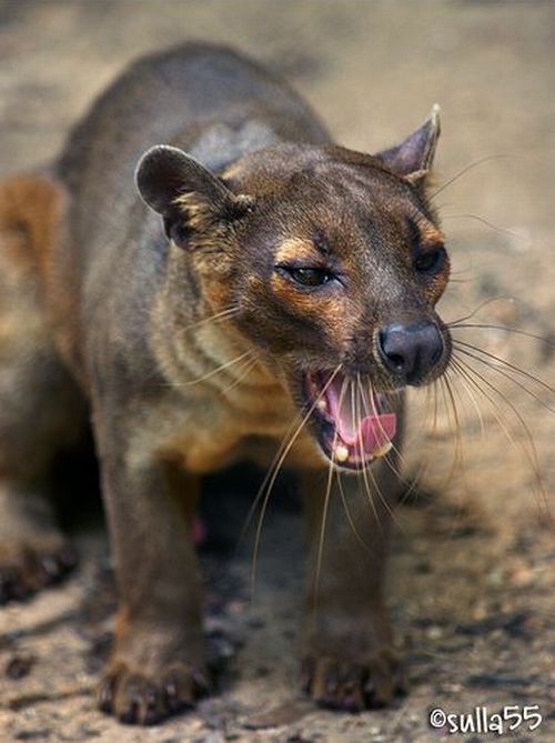 Fossa eats Lemurs when it isn’t sleeping (30 pics)