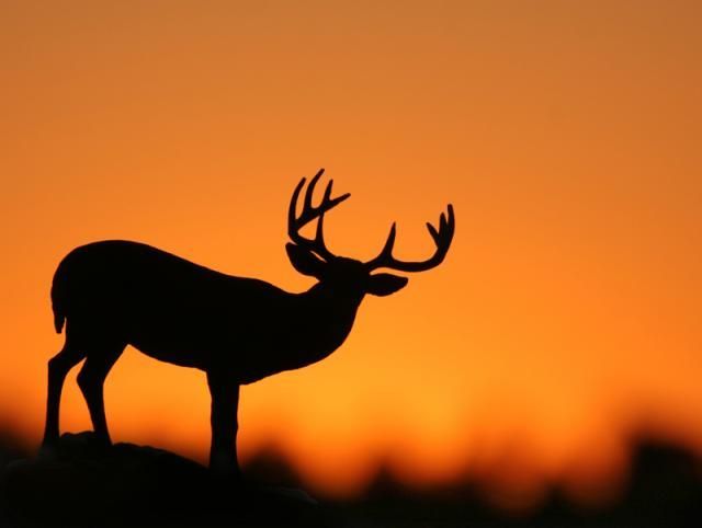 The Best of Silhouette Photography (30 pics)