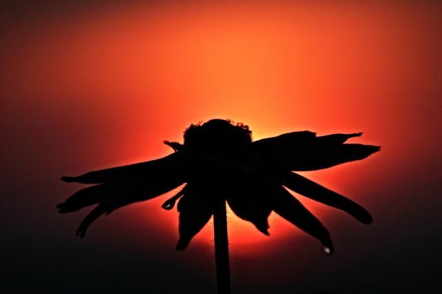 The Best of Silhouette Photography (30 pics)