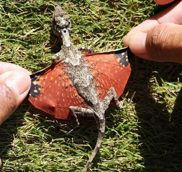 Tiny Version of flying Dragon from Avatar (6 pics)