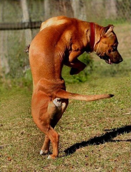 These funny dogs (29 pics)