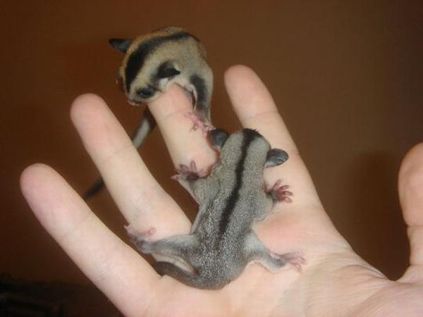 Pocket Sized Pets (26 pics)