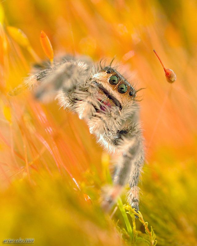 Close Ups of Small Animals and Insects (73 pics)