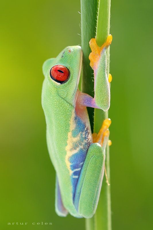 Close Ups of Small Animals and Insects (73 pics)