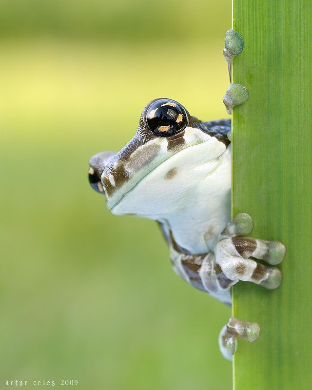 Close Ups of Small Animals and Insects (73 pics)