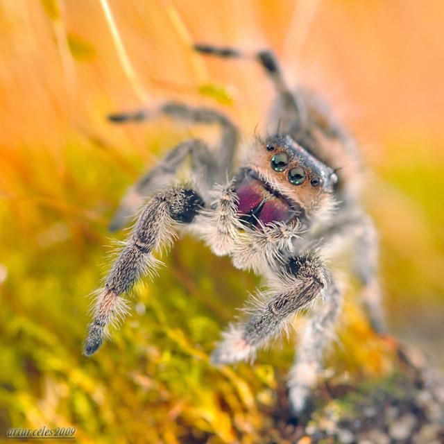 Close Ups of Small Animals and Insects (73 pics)