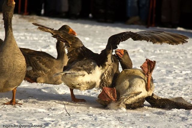 Russian Tradition : Goose Fight (8 pics)