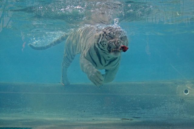 Oldie - White Bengal Tiger Enjoying Its Meal Underwater (29 pics)