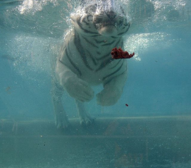 Oldie - White Bengal Tiger Enjoying Its Meal Underwater (29 pics)