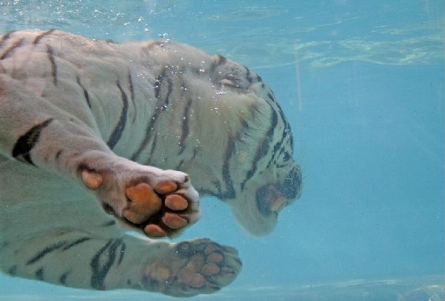 Oldie - White Bengal Tiger Enjoying Its Meal Underwater (29 pics)