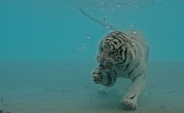 Oldie - White Bengal Tiger Enjoying Its Meal Underwater (29 pics)