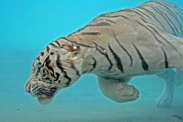 Oldie - White Bengal Tiger Enjoying Its Meal Underwater (29 pics)