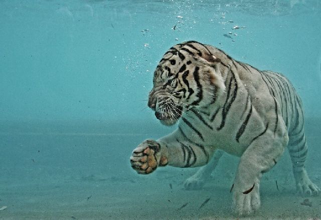 Oldie - White Bengal Tiger Enjoying Its Meal Underwater (29 pics)