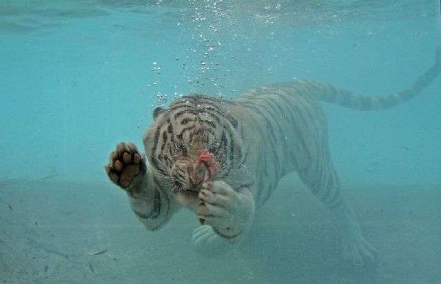 Oldie - White Bengal Tiger Enjoying Its Meal Underwater (29 pics)
