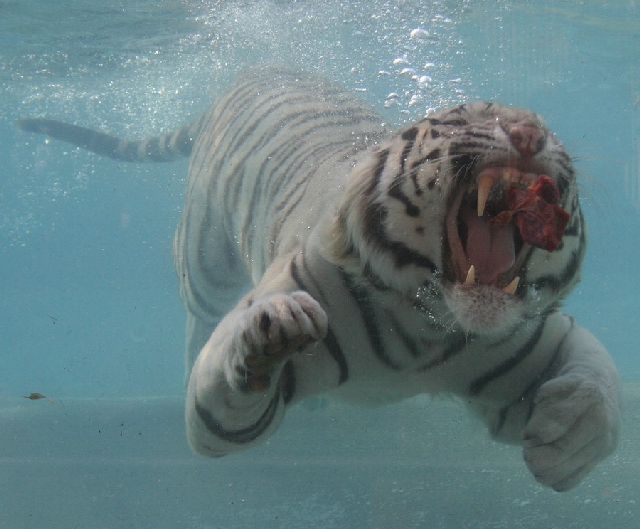 Oldie - White Bengal Tiger Enjoying Its Meal Underwater (29 pics)