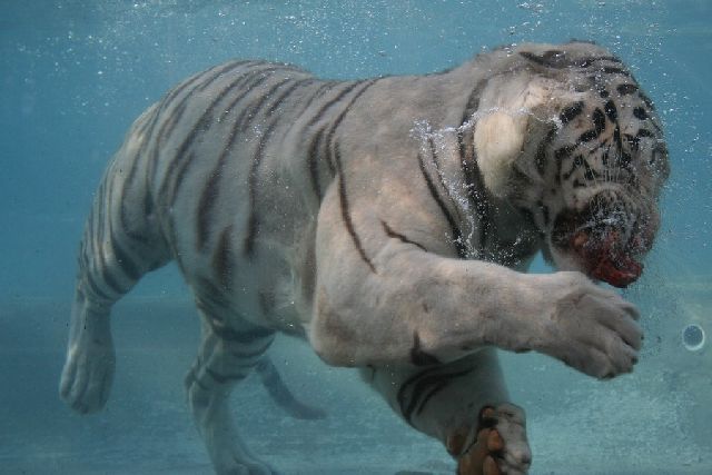 Oldie - White Bengal Tiger Enjoying Its Meal Underwater (29 pics)