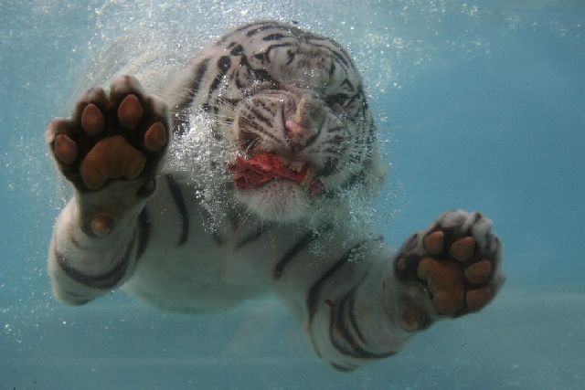 Oldie - White Bengal Tiger Enjoying Its Meal Underwater (29 pics)