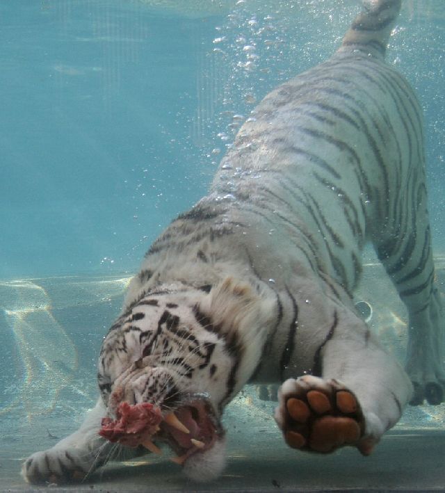 Oldie - White Bengal Tiger Enjoying Its Meal Underwater (29 pics)