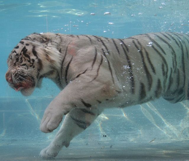 Oldie - White Bengal Tiger Enjoying Its Meal Underwater (29 pics)