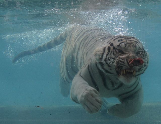 Oldie - White Bengal Tiger Enjoying Its Meal Underwater (29 pics)