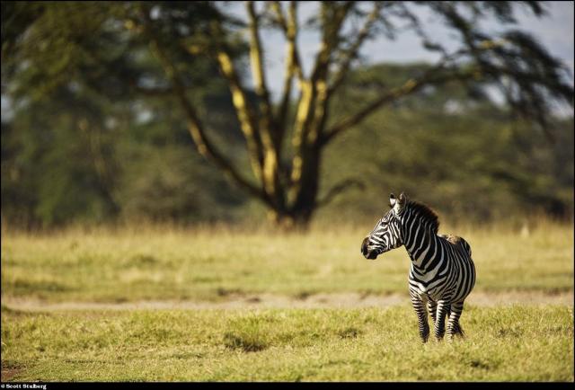 Photo-voyage to Africa with Scott Stulberg (63 pics)