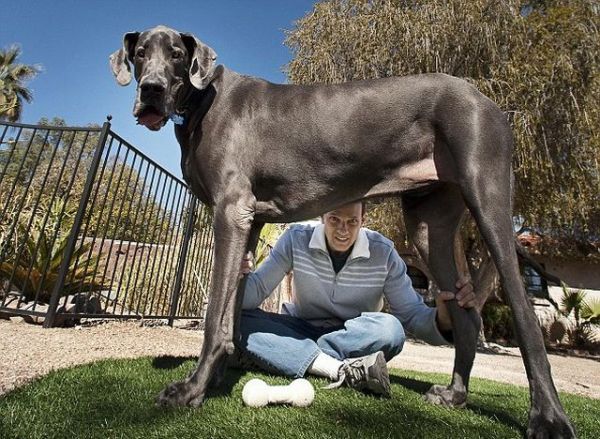 World's Tallest Living Dog (24 pics)