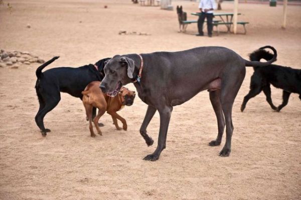 World's Tallest Living Dog (24 pics)
