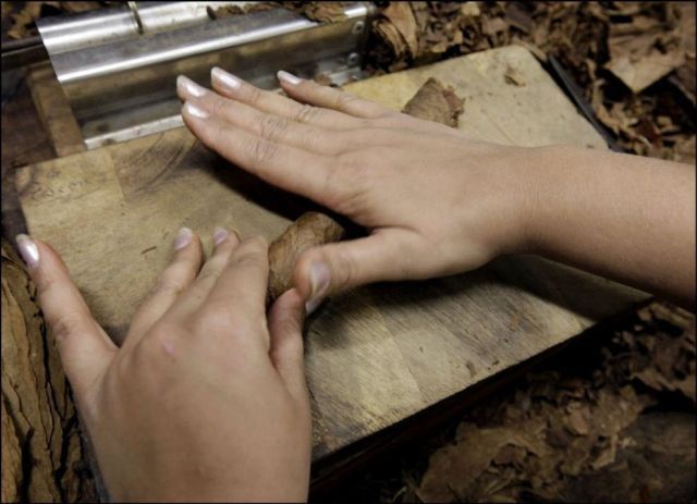 Manufacture of Cuban Cohiba Cigars (18 pics)