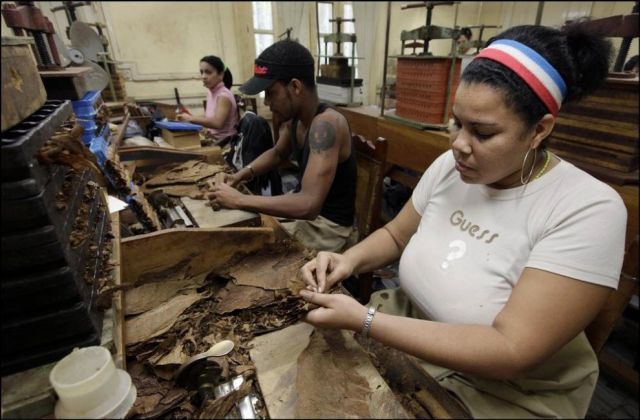 Manufacture of Cuban Cohiba Cigars (18 pics)