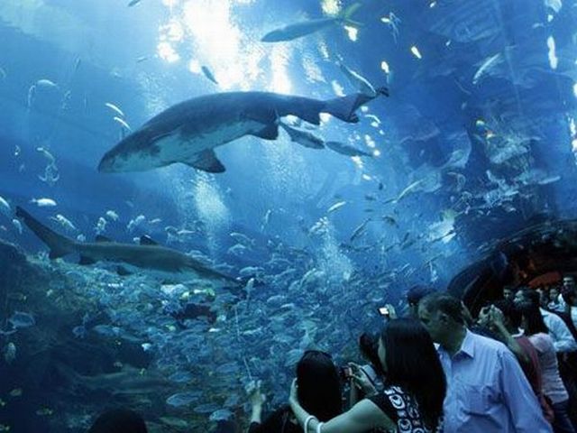 Amazing Aquarium (14 pics + 1 video)