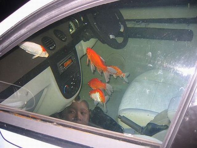 Fish Live in the Car (9 pics)
