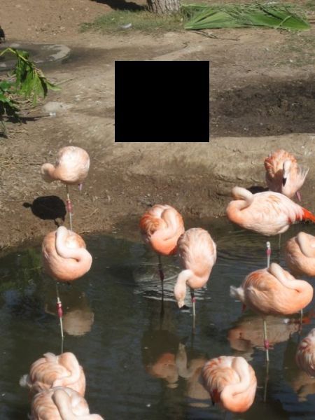Flamingo Wannabe’s (2 pics)