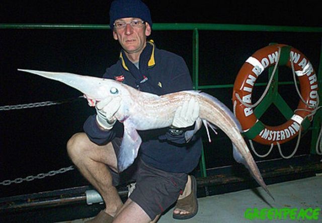 The Most Unusual Monsters: Sharks (19 pics)