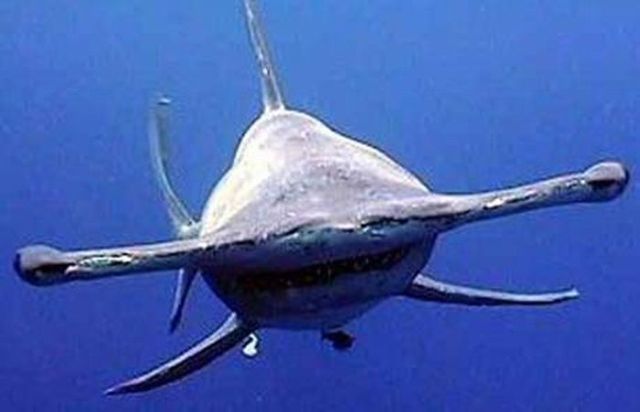 The Most Unusual Monsters: Sharks (19 pics)