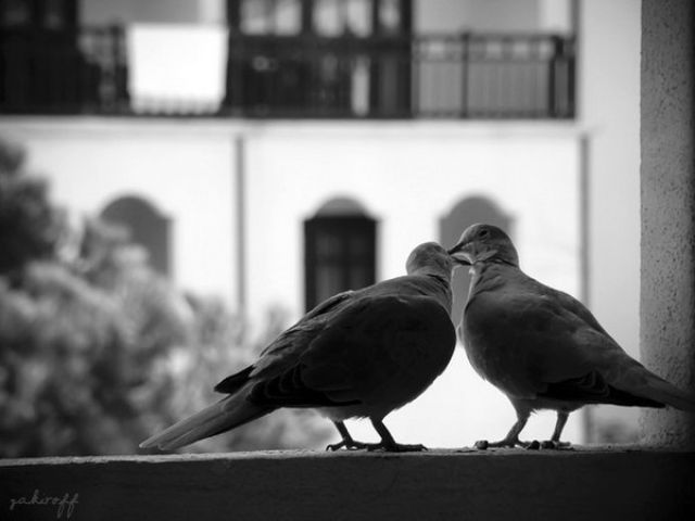 Love in ‘Black and White’ (36 pics)